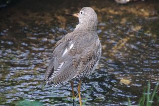 Calidris pugnax - Kampfläufer